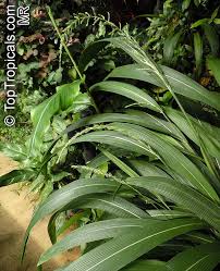 Image result for Setaria longiseta