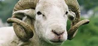 Jun 19, 2021 · قال محمد عبدالستار النقيب العام للفلاحين الزراعيين، إنه مع اقتراب عيد الأضحي المبارك يقبل المواطنون على شراء خروف العيد «الأضحية» لتنفيذ سنة الله، والتي أمرنا أن تكون الأضحية سليمة، ولذلك لا بد أن يتأكد كل شخص مقبل. Ø®Ø±ÙˆÙ Ø§Ù„Ø¹ÙŠØ¯ Ø§Ù„Ø£Ø¶Ø­ÙŠØ© Ø¹ÙŠØ¯ Ø§Ù„Ø£Ø¶Ø­Ù‰ Vip2099