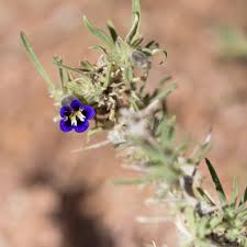 Image result for Anticharis