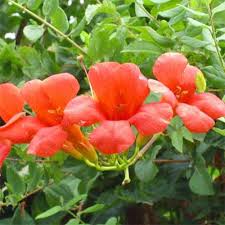 We sell plants online, not seeds. The 9 Best Full Sun Flowering Perennials For Zones 7 11 Gardener S Path