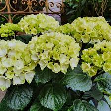 A perfect choice as a solitary on your balcony, for in a shrub border, in mass planting or mixed containers. Hydrangea Black Steel White Garden Hydrangeas Van Klaveren Plant
