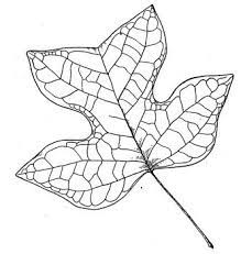 You might also be interested in coloring pages from tulip tree category. Tulip Tree Leaf Coloring Page Super Coloring Leaf Coloring Page Leaf Drawing Free Coloring Pages