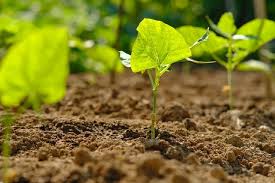 How Healthy Is Your Garden In 2021 Healthy Garden Healthy Garden