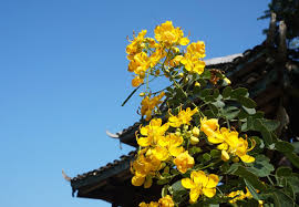 Image result for Senna bicapsularis