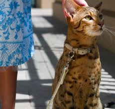 There are some smaller kinds (ocicat, bengal, and egyptian mau) that look very wild looking too! Pin On Girls Just Wanna Have Fun