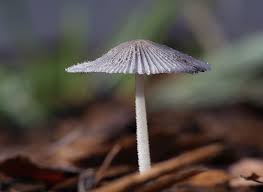 Image result for Coprinus lagopus