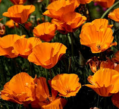 Frederick (Eric) Hencken III, CPA