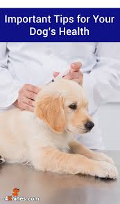 Felines can get another form of parvo called panleukopenia unrelated to parvo with similar symptoms. Can Cats Get Parvo From An Infected Dog News Pets News And Review