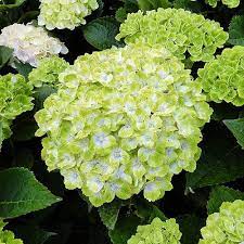 We did not find results for: Hydrangea Everlasting Green Cloud Wayside Gardens