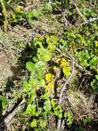 Image result for Mystroxylon