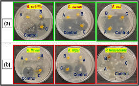Green synthesis, characterization, antibacterial, and antifungal activity  of copper oxide nanoparticles derived from Morinda citrifolia leaf extract  | Scientific Reports