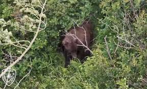 Woman Injured in Bear Attack While Hiking with Friend and 3 Dogs