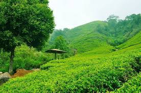 Kebun teh cipasung destinasi wisata yang pertama adalah kebun teh cipasung. Keindahan Wisata Alam Kebun Teh Kaligua Bumiayu Jawa Tengah