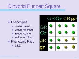 In a punnett square, each of the possible combinations of alleles from a certain gene (or genes) that you could inherit from your mother and your father are placed in columns and rows of a grid. Genetics Presentation 15