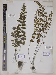 Image result for Andropogon perligulatus