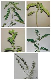 Image result for Phyllanthus fraternus