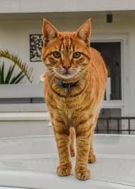 Orange cats are the best cats. Hd Wallpaper Orange Cat Domestic Animal Pet Cute Kitten Eyes Looking Wallpaper Flare