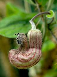 Image result for Aristolochiaceae