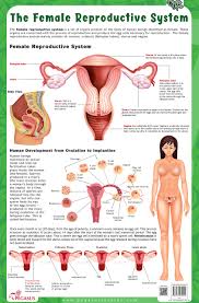 A short lecture by dr. Buy The Female Reproductive System Thick Laminated Chart Book Online At Low Prices In India The Female Reproductive System Thick Laminated Chart Reviews Ratings Amazon In