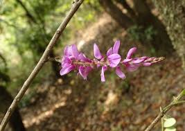 Image result for Indigofera mendonçae