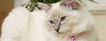 Do you sometimes find your kitty's claws around the house? How To Control Your Cat S Shedding Hartz