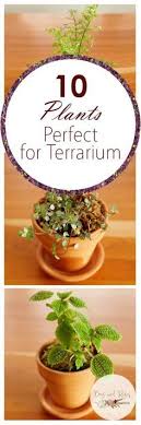 10 Perfect Terrarium Plants Bees And Roses Terrarium Plants Plants Succulents Indoor