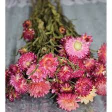 Shop our growing collection of dried pink strawflowers to lavender and globe thistle, get natures beauty that lasts forever. Dried Strawflowers Pink Straw Flower