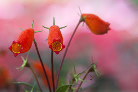 Image result for Swertia brownii