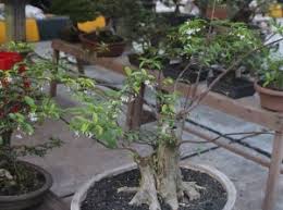 Budi Daya Anting Putri Cocok Untuk Bonsai Kompasiana Com