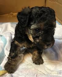 Little gunner is a sweet little yorkie poo puppy! Yorkiepoo Puppies For Sale Austin Tx 324960 Petzlover