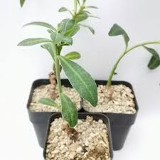 Image result for Euphorbia platycephala