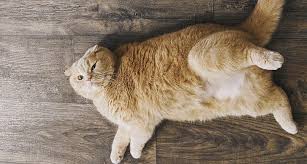Why do cats do it and how to stop it | lelu & bobo. 18 Easy Ways To Help Your Cat Lose Weight Gallant