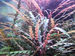 Image result for Syngonanthus welwitschii