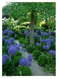 Agapanthus And Boxwood Lined Path Plants Beautiful Gardens Gorgeous Gardens