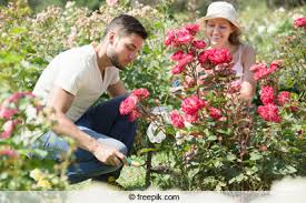 Sommerschnitt, nach der rosenblüte im juni/juli und je nach sorte nach jeder weiteren blütephase bis ca. Wann Sollte Man Rosen Pflanzen Die Ideale Pflanzzeit Gartenlexikon De