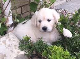 We breed a few choice litters every year. 100 English Cream Female Golden Retriever Puppies For Sale In Austin Texas Classified Americanlisted Com