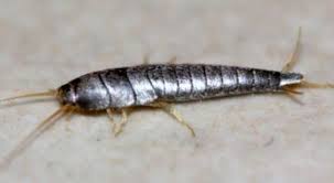 Comment Lutter Contre Les Poissons D Argent Ces Petits Insectes Qui Font Des Degats Note 4 67 3 Votes Le Poisson D Argent Est Un Astuces Insectes Et Nettoyer Joint Carrelage Sol