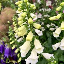 Image result for Digitalis purpurea alba/ red spots