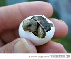 32 Pictures You Need To See Before You Die Baby Turtles Cute Animals Animals Beautiful