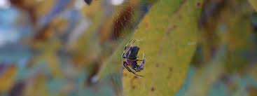 Listing of true bug insects that can be found in the state/territory of ohio. Insects Spiders Ohio Department Of Natural Resources