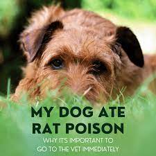 What Should I Do If My Dog Ate Rat Poison Pethelpful