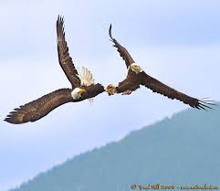 At the 1988 seoul games, he won a gold medal in the men's 200 m c7 event and a silver medal i. Photography By Brad Hill Of Natural Art Images Birds Of Prey Bald Eagle Birds