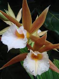 Orchid Phaius Tankervilleae By Leslie Felton On 500px Orchids Beautiful Flowers Orchid Flower