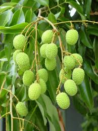 Pin On X1 Fruits