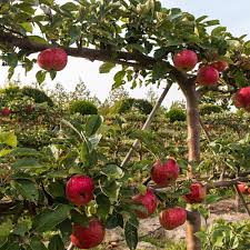 Kit De Haie Fruitiere 4 Pommiers En Cordon Arbre Fruitier Gamm Vert Iziva Com Arbre Fruitier Fruitier Arbuste Fruitier
