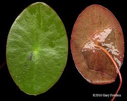 Image result for Brasenia