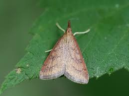 Image result for Pouchetia baumanniana