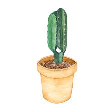 Euphorbia species, candelabra plant, elkhorn, crested euphorbia, false. Free Vector Hand Drawn Euphorbia Ingens Candelabra Tree In A Pot