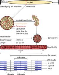 Gedehnte muskeln ( audio (info)), schlaffe / schmerzende / trainierte / verkrampfte / verspannte muskeln. Muskelfaser Wikipedia