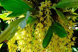 Image result for Coelachne africana